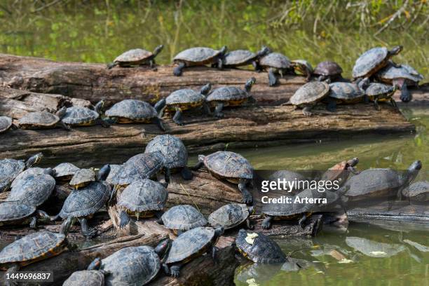 Red-eared terrapins and yellow-bellied sliders basking in the sun on tree trunk in pond, invasive turtle species in Europe.