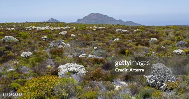 Fynbos vegetation and flowers at the Cape of Good Hope section of Table Mountain National Park, Western Cape Province, South Africa.