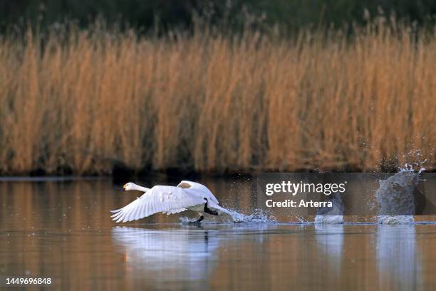 Tundra swan / Bewick's swan taking off from water of lake / pond in spring.