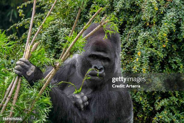 Western lowland gorilla male silverback in forest.