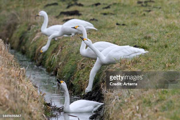 Tundra swans / Bewick's swans drinking water from brook / creek in meadow / grassland in spring.