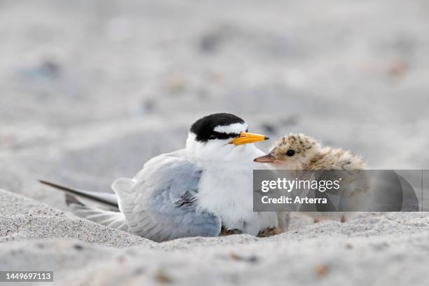 Little tern female with chick on sandy beach in late spring.