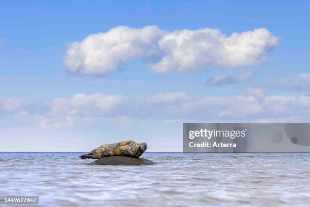 Grey seal / gray seal resting on rock in sea.