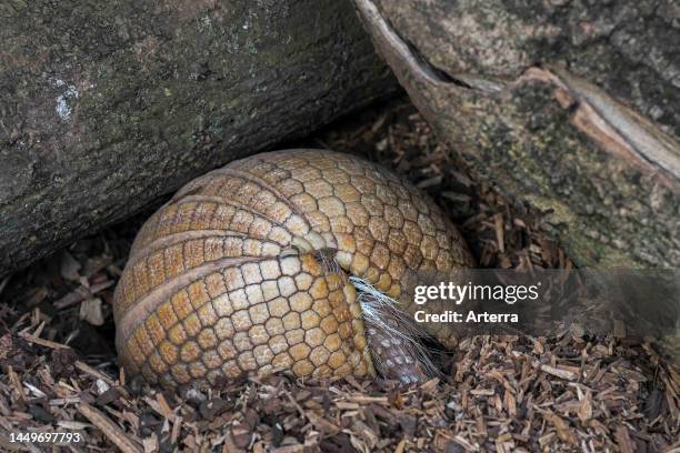 Southern three-banded armadillo / La Plata three-banded armadillo / Azara's domed armadillo rolled up into a ball to sleep.