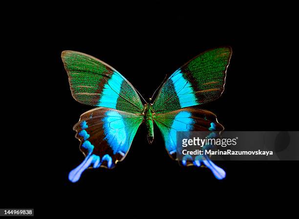 butterfly. - symmetry stock pictures, royalty-free photos & images