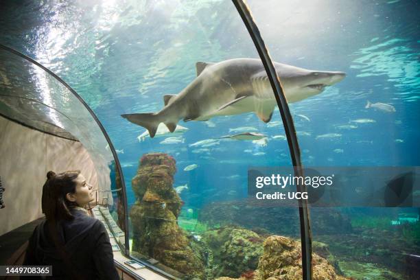 Shark. Aquarium. Barcelona. Catalonia. Spain. Europe Squalo. Acquario. Barcellona. Catalogna. Spagna. Europa.