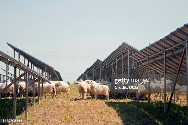 Solar Panels. Solar Power Plant. Area of Vulci. Province of Viterbo. Lazio. Italy. Europe Pannelli Solari. Centrale Elettrica A Pannelli Solari. Zona...