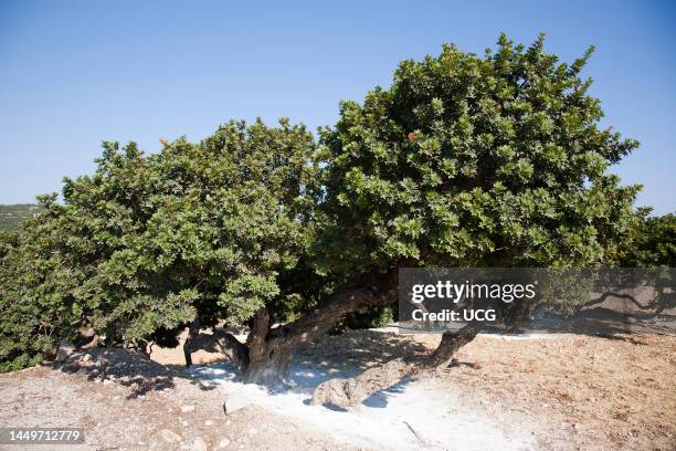 Mastic Color Tree Mastic Trees Photos and Premium High Res Pictures - Getty Images