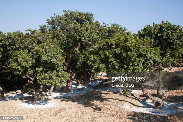 Mastic Color Tree Mastic Trees Photos and Premium High Res Pictures - Getty Images
