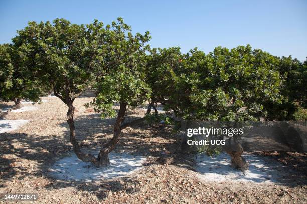 Mastic Color Tree Mastic Trees Photos and Premium High Res Pictures - Getty Images