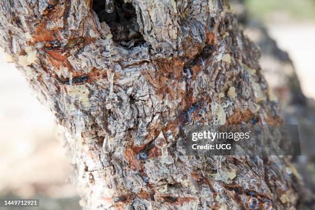 Mastic Color Tree Mastic Trees Photos and Premium High Res Pictures - Getty Images