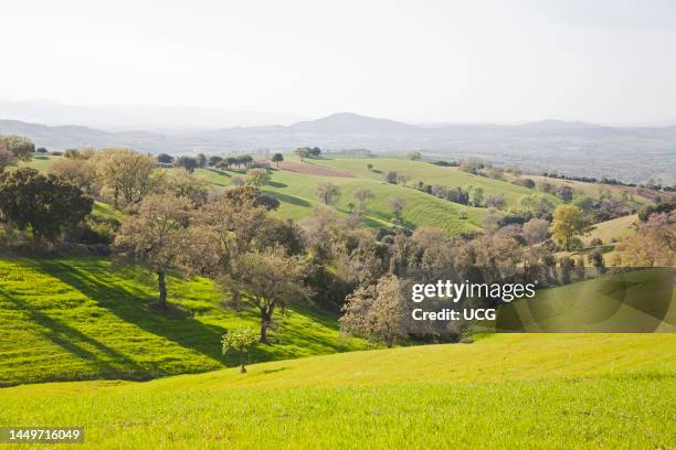 Countryside. Scansano. Province of Grosseto. Tuscany. Italy. Europe Campagna. Scansano. Provincia di Grosseto. Toscana. Italia. Europa.