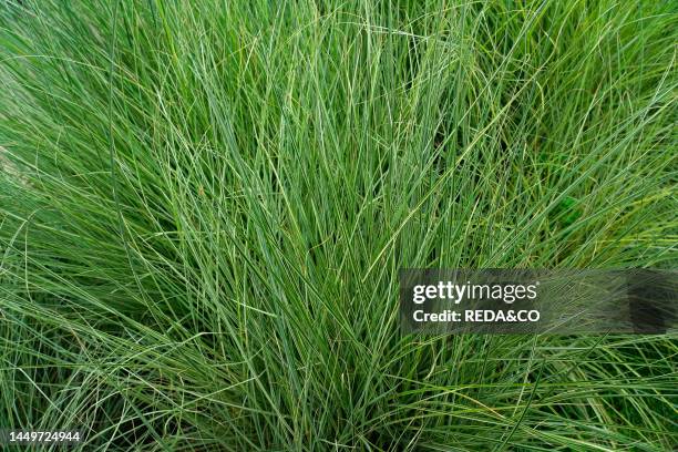 Cluster field sedge. Carex praegracilis. Italy. Europe.