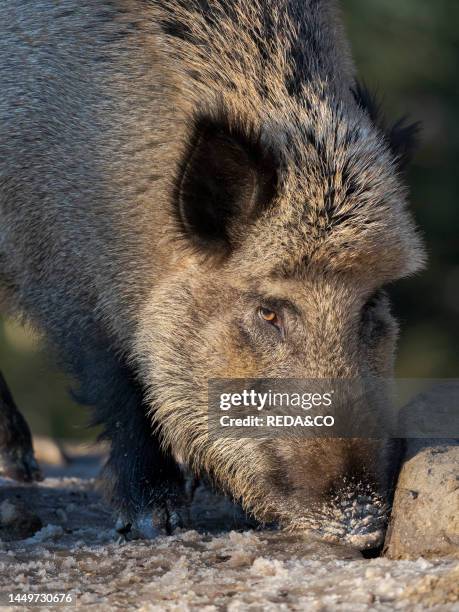 Wild Boar in forest during winter. National Park Bavarian Forest . Enclosure. Europe. Central Europe. Germany. Bavaria.