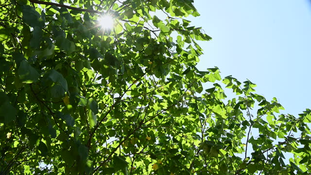 하늘의 나뭇가지와 나무 사이로 햇살이 빛난다. 복사 공간. 평온 배경 개념입니다. 4K 비디오,