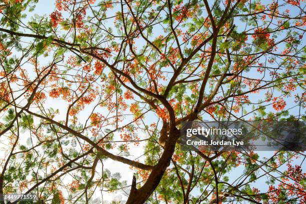 red summer blossom of flame tree - delonix regia stock pictures, royalty-free photos & images