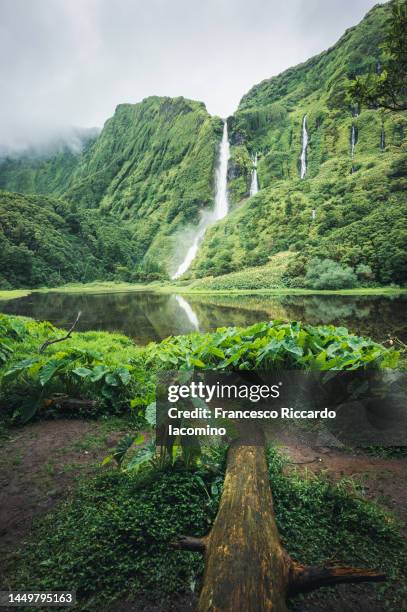 lush green forest with waterfalls - flores stockfoto's en -beelden