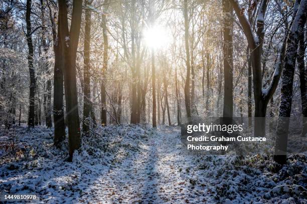 winter in the chilterns - environment stock pictures, royalty-free photos & images
