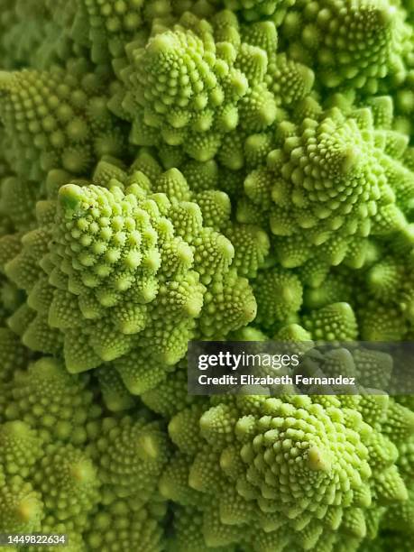 romanesco broccoli - cabbage flower stock-fotos und bilder