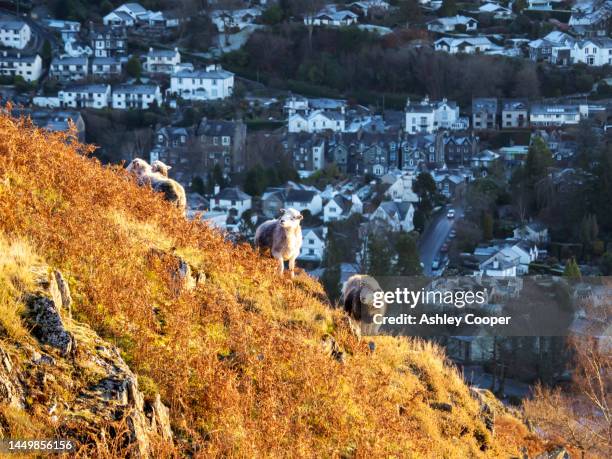 herdwick sheep on todd crag above ambleside, lake district, uk. - herdwick sheep stockfoto's en -beelden