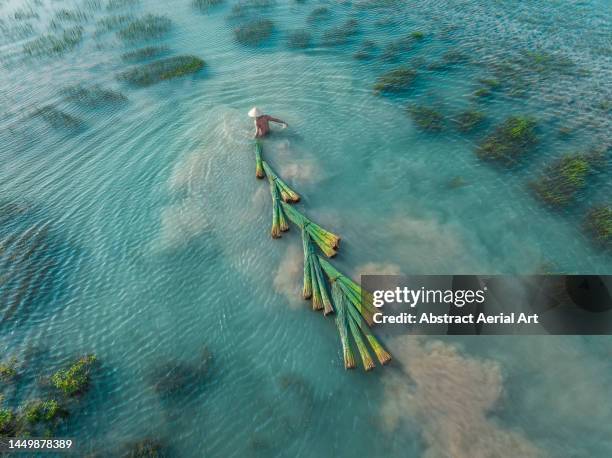 drone point of view showing a man wading through a lake whilst pulling bundles of bang grass, mekong delta, long an province, vietnam - eau douce photos et images de collection