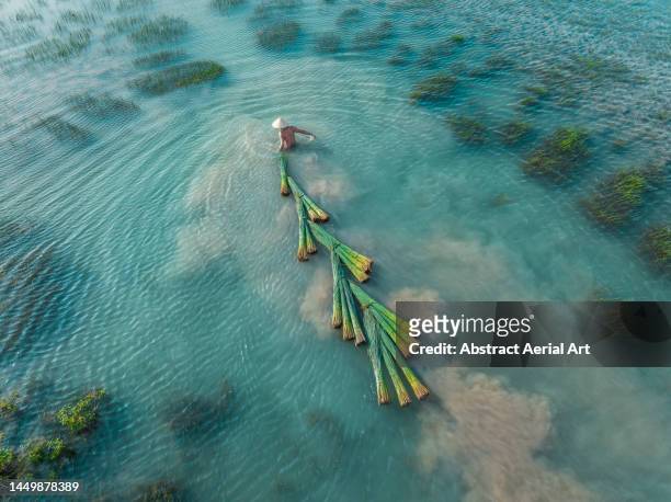 drone point of view showing a man wading through a lake whilst pulling bundles of bang grass, mekong delta, long an province, vietnam - flexible concept stock pictures, royalty-free photos & images