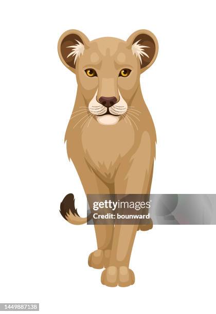 löwin zu fuß. flaches design. - lion head illustration stock-grafiken, -clipart, -cartoons und -symbole