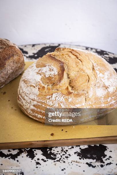 Apulian type bread, with durum wheat semolina flour, soft wheat flour. Typical bread from Altamura, a small town in the Puglia region, in southern...