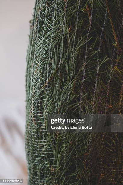 pine tree, close-up - 待ち針 ストックフォトと画像