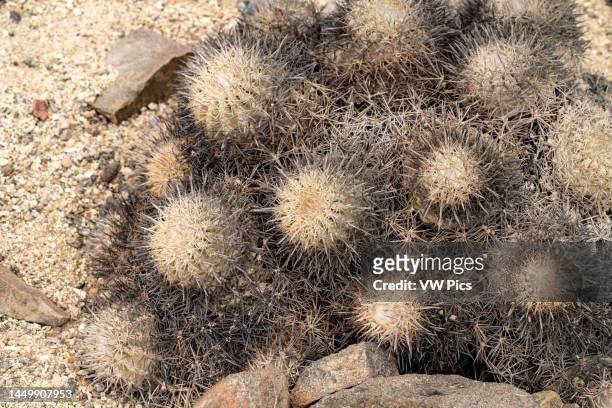 Gray Hedgehog or Erizo Gris Cactus, Copiapoa cinerascens, in Pan de Azucar National Park, Atacama Desert, Chile.