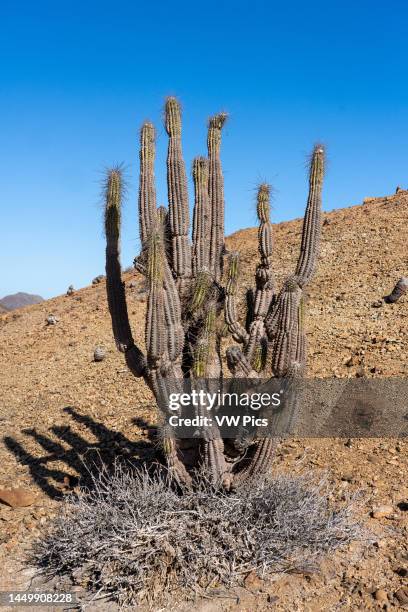 Eulychnia iquiquensis candelabra cacti in Pan de Azucar National Park in the Atacama Desert of Chile.