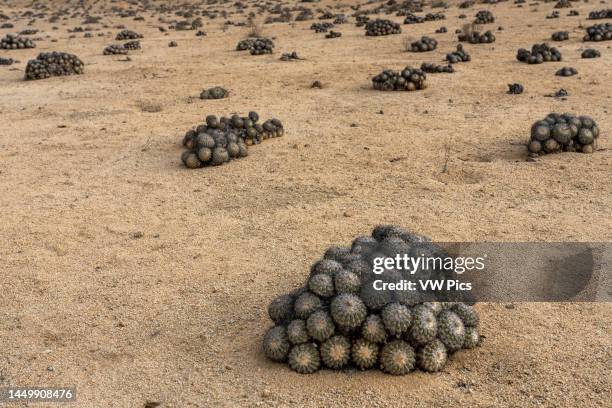 Gray Hedgehog or Erizo Gris Cactus, Copiapoa cinerascens, in Pan de Azucar National Park, Atacama Desert, Chile.