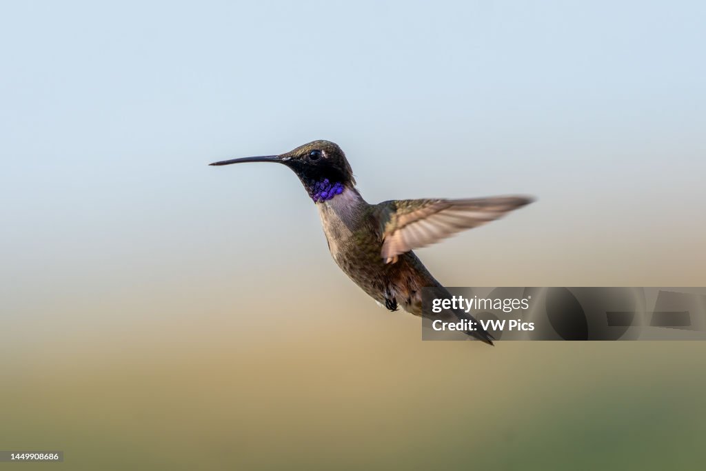 Hummingbirds-Black Chinned