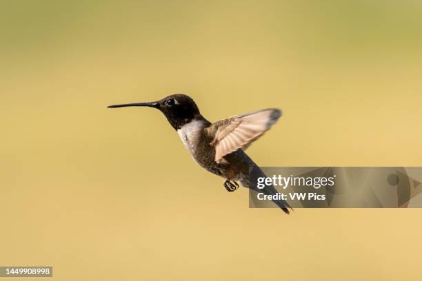 Male Black-chinned Hummingbird, Archilochus alexandri, hovering in flight in Idaho, USA.