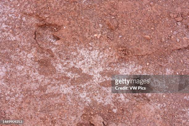 Llama footprints in the Valle del Arcoiris or Rainbow Valley near San Pedro de Atacama, Chile.