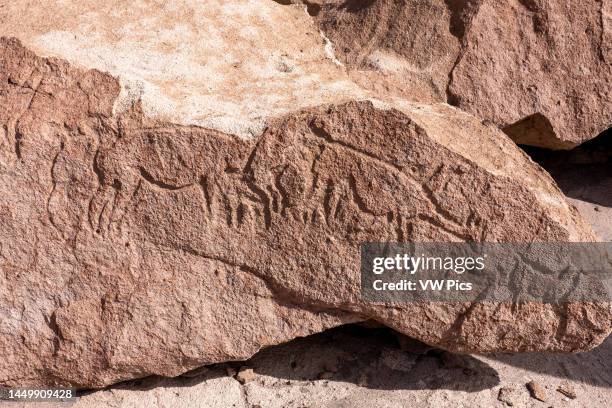 Pectoglyph Rabbit Moab Petroglyphs Photos and Premium High Res Pictures - Getty Images