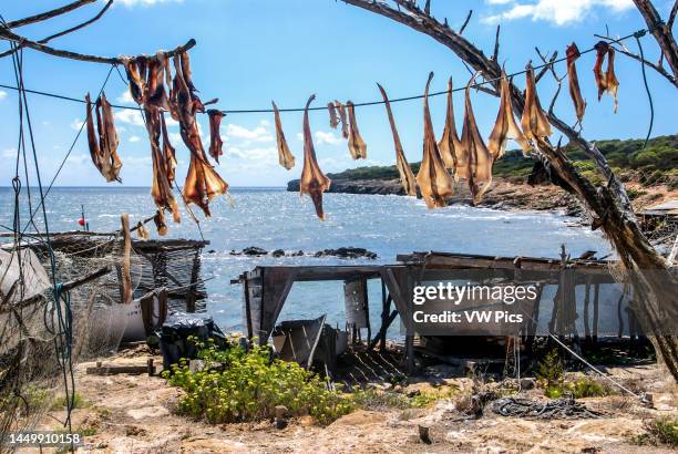Formentera's dried fish - Peix Sec de Formentera, in Torrent de S‚Ä¢alga. According to the traditional method, local fish varieties of skate are...