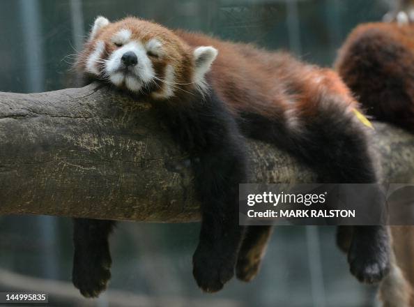 A Red Panda Bear sleeps in the Panda Bea A Red Panda Bear sleeps in the Panda Bea