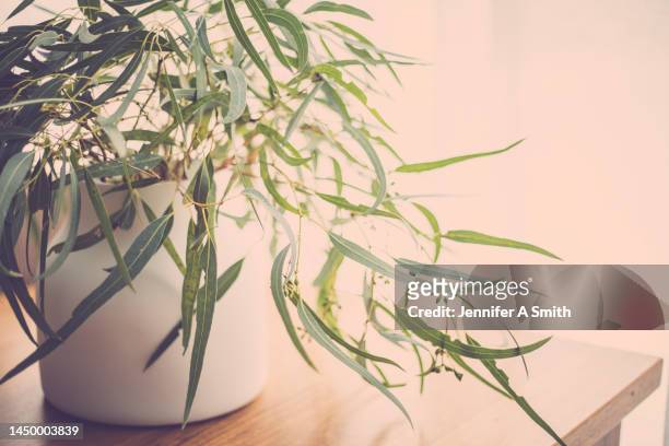 gum leaves - eucalyptus leaf stock pictures, royalty-free photos & images