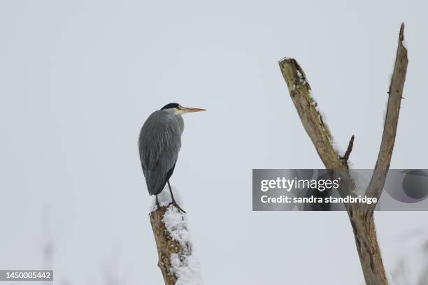 a grey heron (ardea cinerea) perching on a dead tree covered in snow on a freezing cold winters day. - snow day stock pictures, royalty-free photos & images