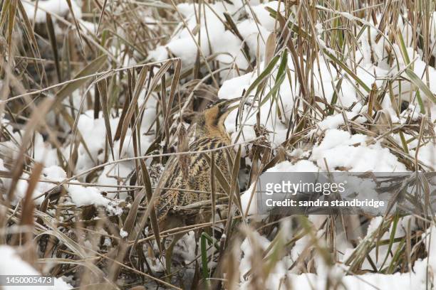 a rare bittern, botaurus stellaris, is hunting for food in a reedbed at the edge of a lake covered in deep snow on a freezing cold winters day. it has just caught a fish and is about to eat it. - snow day stock pictures, royalty-free photos & images