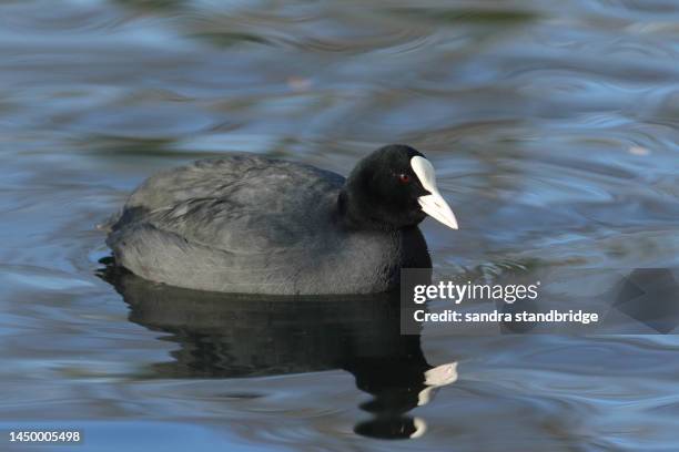 a coot (fulica atra) swimming on a lake its reflection showing in the water. - judelle photos et images de collection