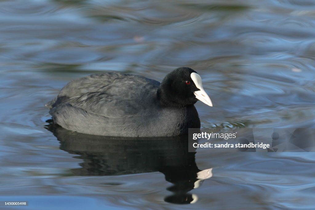 A Coot (Fulica atra) swimming on a lake its reflection showing in the water.