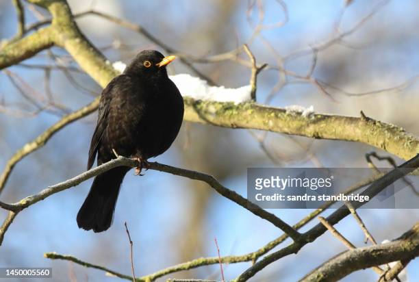 a male blackbird (turdus merula) perching on a tree with a covering of snow on a cold winters day. - snow day stock pictures, royalty-free photos & images