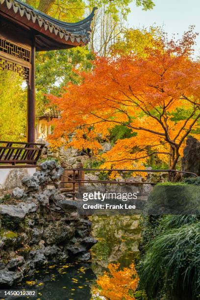 japanese maple with silhouetted trunk and orange and red leaves besides ancient chinese architecture in autumn - japansk trädgård bildbanksfoton och bilder