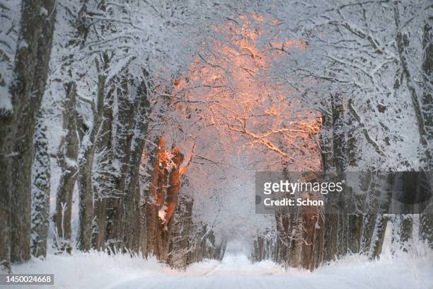 narrow snow covered road lined with trees in dawn light in winter - road light trail stock pictures, royalty-free photos & images