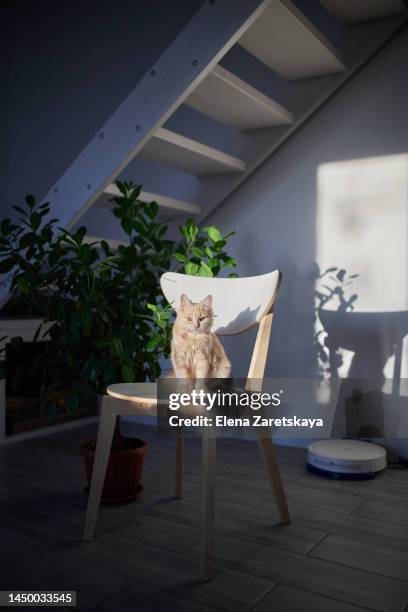 ginger kitten sitting on chair indoor - 猫 影 ストックフォトと画像