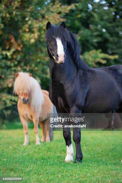 portrait of beautiful black welsh stallion pony posing with another pony stallion - black pony stock pictures, royalty-free photos & images