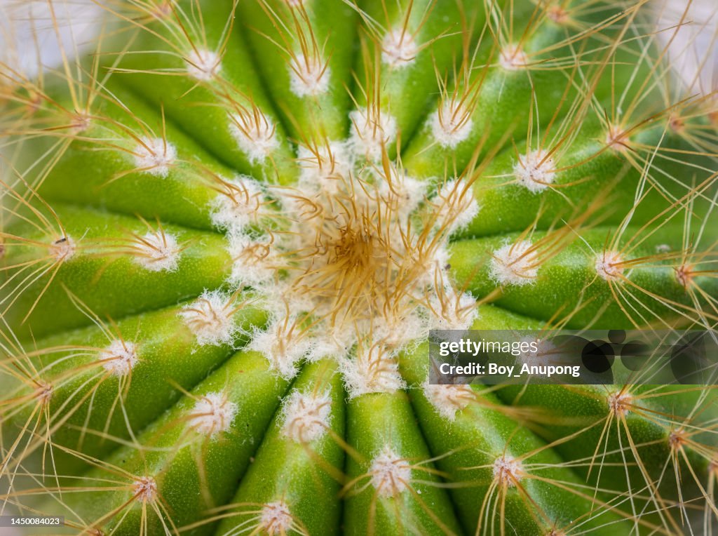 Close up of the top part of Parodia magnifica cactus.