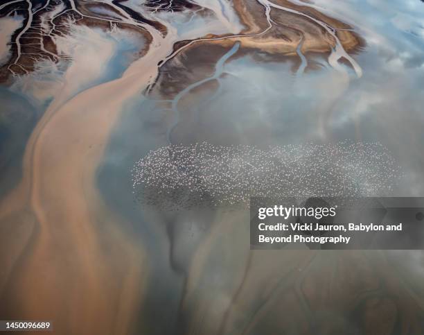 delta patterns in aerial view of flamingo over lake natron, kenya - delta force stock-fotos und bilder